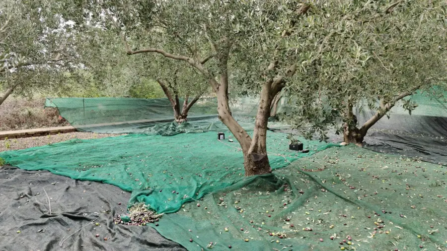 Maslina s razastrtim mrežama za berbu